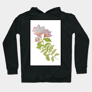 The branch flowering pink wild flower, isolated on white background. Hoodie